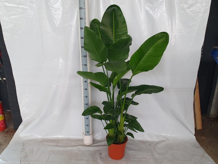 <h4>STRELITZIA NICOLAI</h4>