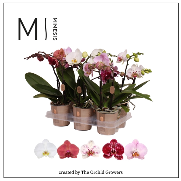 <h4>Mimesis Phal. Spirit Mix - 2 spike 12cm</h4>