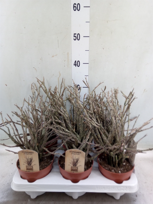 <h4>Euphorbia   ...</h4>