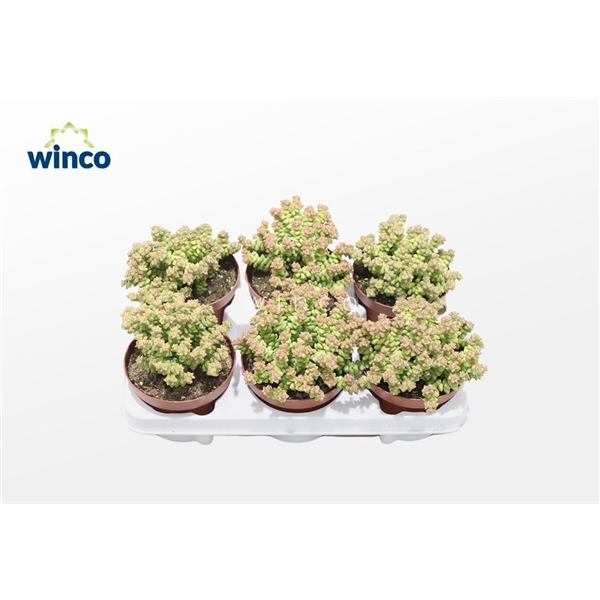 <h4>Crassula Tom Thumb</h4>