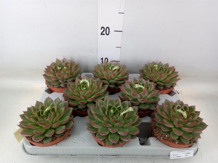 <h4>Echeveria   ...</h4>