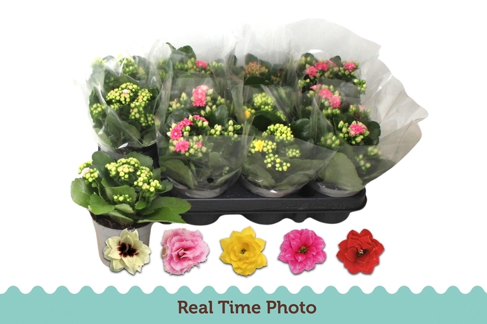 <h4>KAL GE GEM 5 KL</h4>