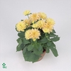 WAX APPEL H%