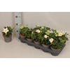 Helleborus Advant Star