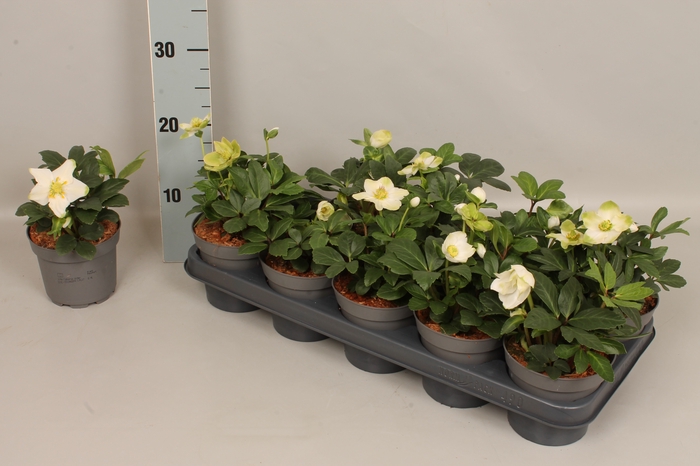 Helleborus Advant Star