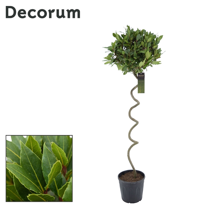 Laurus nobilis Kurketrekker