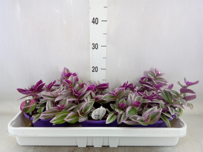 <h4>Tradescantia albif. 'Nanouk'</h4>