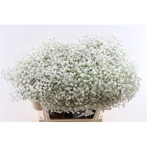 Gyps Pa Xlence 25 Gram