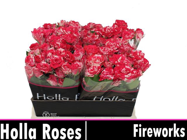 <h4>Rosa sp fireworks</h4>