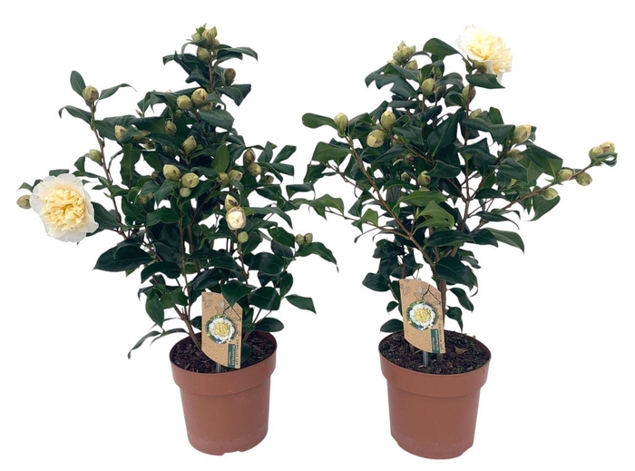 Camellia Brushfield yellow 20-25 knoppen