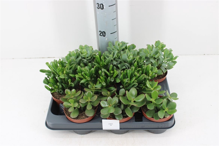 Crassula Mix P10.5 Mix 3