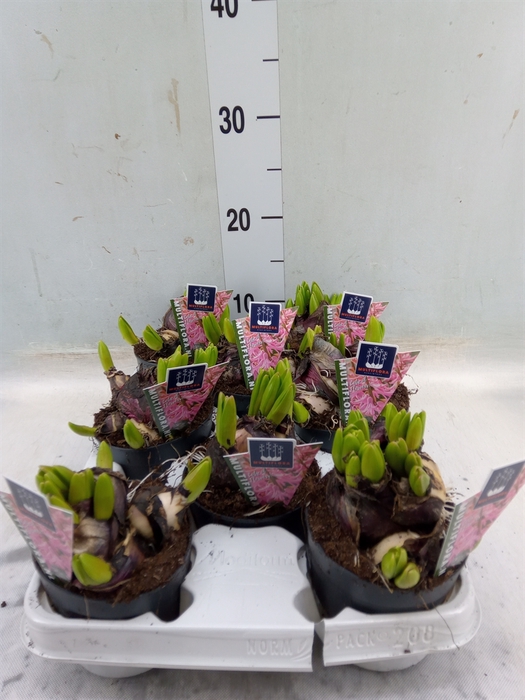 <h4>Hyacinthus orie. 'Multifl' ..</h4>