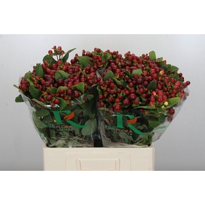 Hypericum Magical Seasons