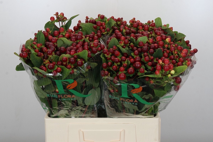 <h4>Hypericum Magical Seasons</h4>
