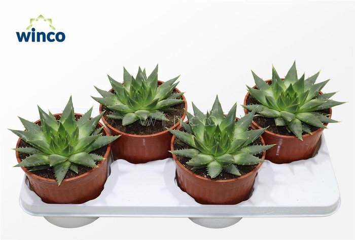 <h4>Aloe Pollyphylla</h4>