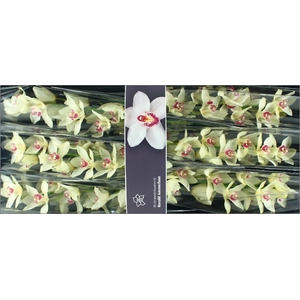 Cymbidium Ivory