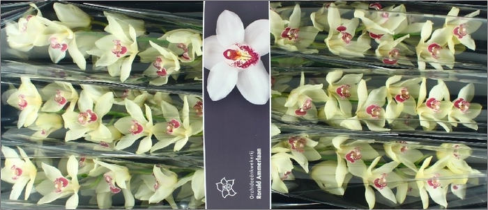 <h4>Cymbidium Ivory</h4>