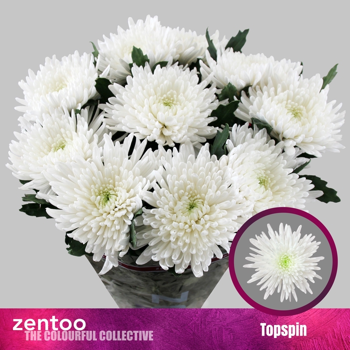 <h4>Chrysanten Chr G Topspin</h4>