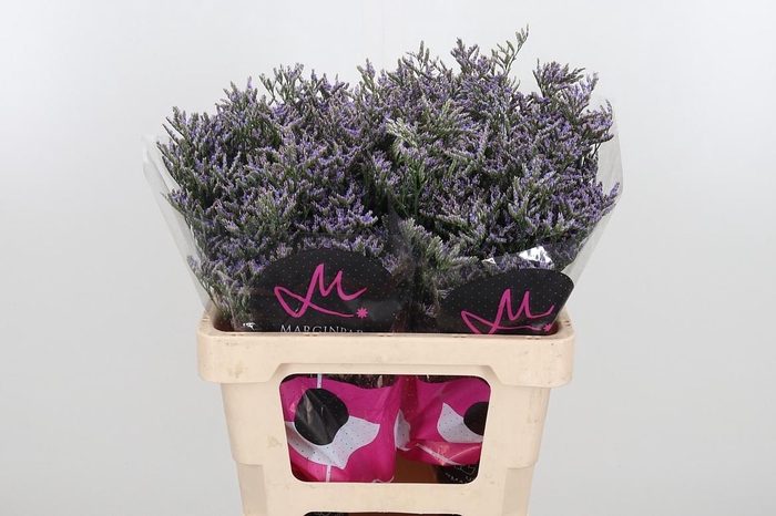 <h4>Lim Ov Skylight</h4>