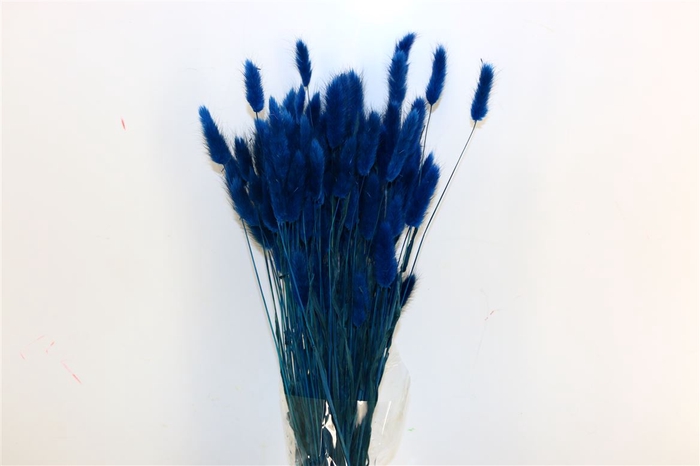 Dried Lagurus Dark Blue Bunch