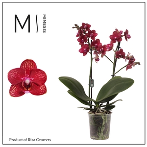 Phalaenopsis Miley 2 spike - 12cm | Mimesis