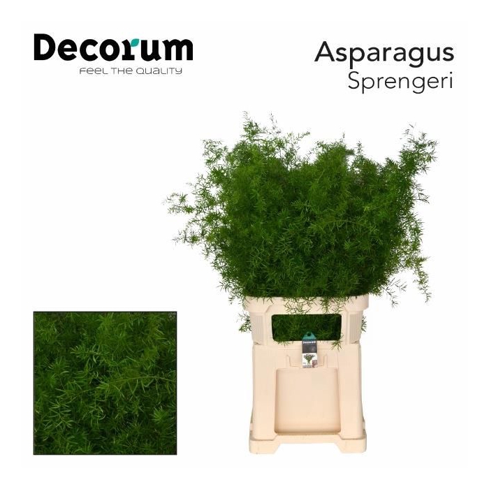 <h4>ASP DENS SPRENGERI</h4>