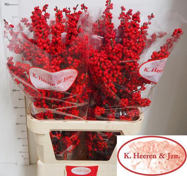 <h4>Ilex verticillata</h4>