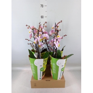 Phalaenopsis  'Corolla Beach'