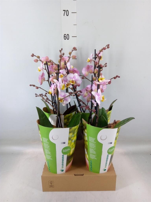 <h4>Phalaenopsis  'Corolla Beach'</h4>