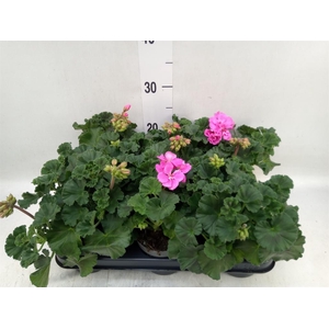 Pelargonium zona.   ...F1