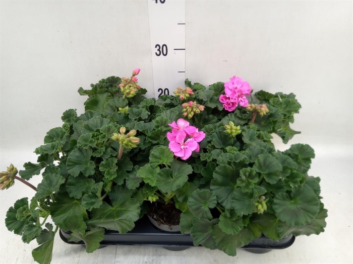 <h4>Pelargonium zona.   ...F1</h4>