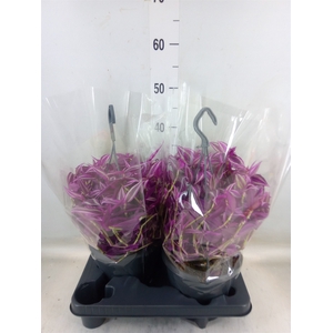 Tradescantia zebr. 'Pink Paradise'