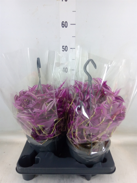 <h4>Tradescantia zebr. 'Pink Paradise'</h4>