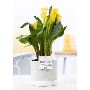Zantedeschia yellow in P&PURE Jade ceramics