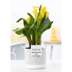 Zantedeschia yellow in P&PURE Jade ceramics