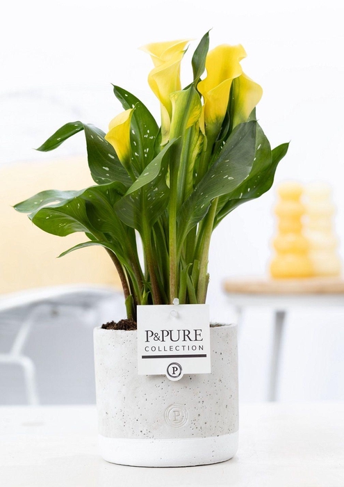 <h4>Zantedeschia yellow in P&PURE Jade ceramics</h4>