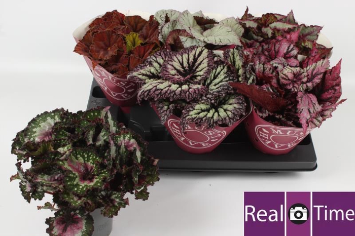 <h4>BEG BEL GEM</h4>