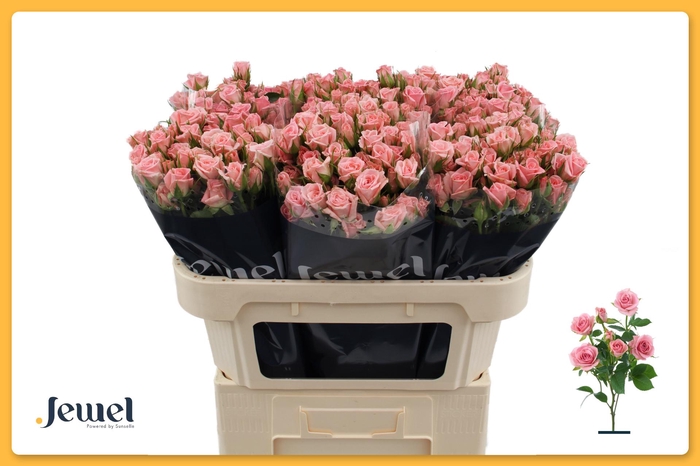 <h4>R TR ODILIA Water</h4>