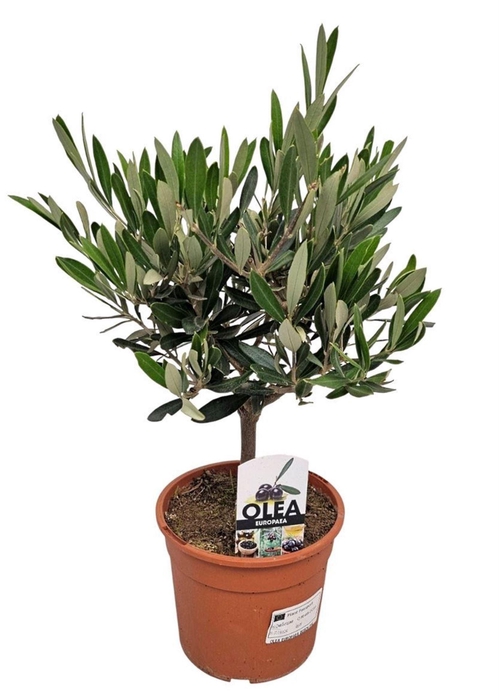 <h4>Olea europaea</h4>