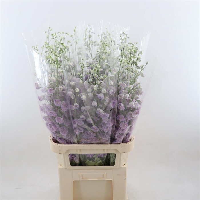 <h4>Delphinium double Delp Pink P</h4>