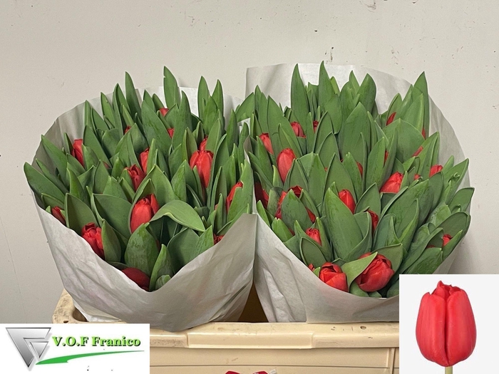 <h4>TU EN ESCAPE</h4>