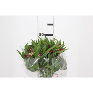 ALSTROEMERIA POMPEII 080 CM