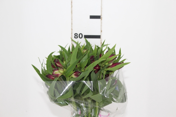 <h4>ALSTROEMERIA POMPEII 080 CM</h4>