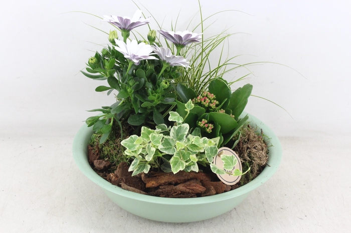 <h4>arr4 Outdoor PL - Zink schaal groen Los</h4>