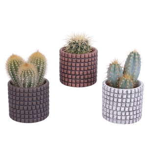 Cactus mix Ø8,5cm in Ø10cm Ceramic Pot Stone Texture