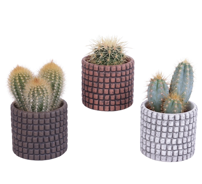 <h4>Cactus mix Ø8,5cm in Ø10cm Ceramic Pot Stone Texture</h4>