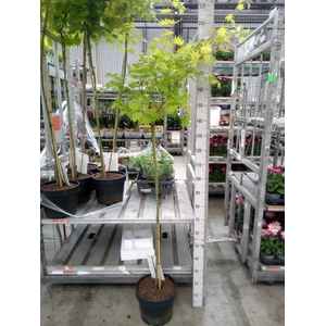 Acer shirasawanum 'Jordan'