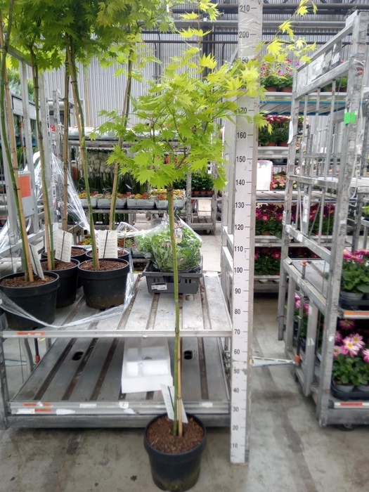 <h4>Acer shirasawanum 'Jordan'</h4>