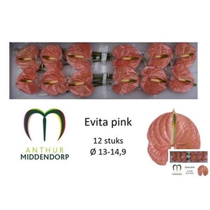 Anth A Evita Pink