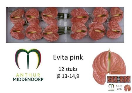 <h4>Anth A Evita Pink</h4>